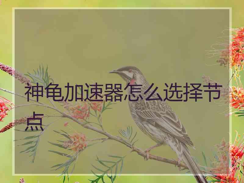 神龟加速器怎么选择节点