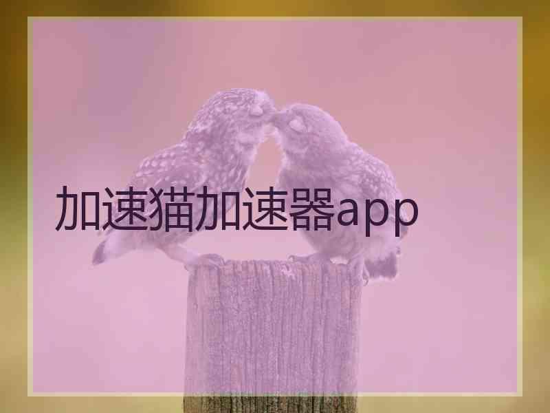 加速猫加速器app