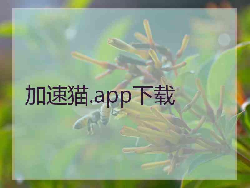 加速猫.app下载